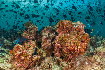 Naklejka na ściany i meble Colorful underwater scene of small fish surrounding coral reef formations
