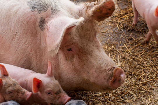 Small piglet and adult pig in a farm.Domestic animal