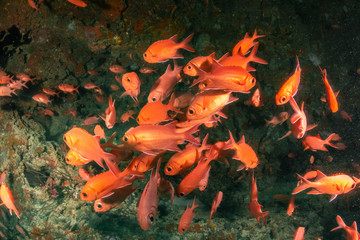 School of red fish swimming in an underwater cave