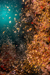 Fototapeta na wymiar Coral reef scene with tiny reflective fish surrounding a colorful reef