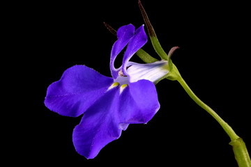 Garden Lobelia (Lobelia erinus). Flower Closeup - obrazy, fototapety, plakaty