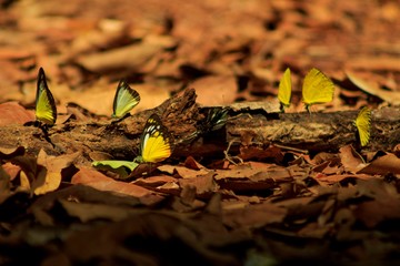 Summer with flowers, dragonflies and butterflies