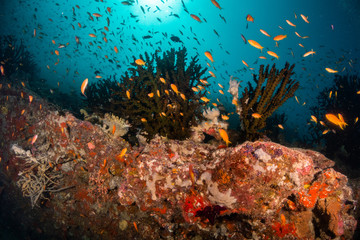 Plakat Underwater scene with reef fish surrounding colorful coral reef formations