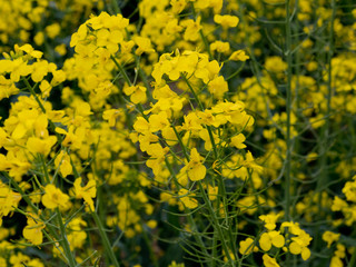 Field of flowering colza. Selective focus.