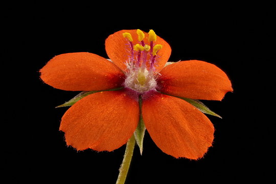 Scarlet Pimpernel (Anagallis arvensis). Flower Closeup