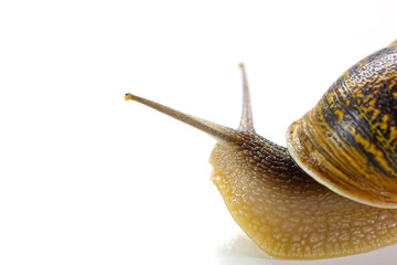snail close up isolated on white background