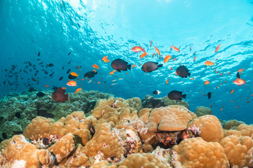 Underwater scene with reef fish surrounding colorful coral reef formations