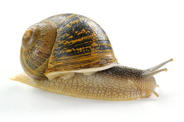 snail close up isolated on white background