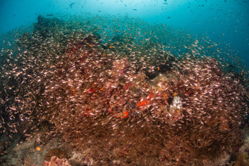Fototapeta na wymiar Underwater scene with reef fish surrounding colorful coral reef formations