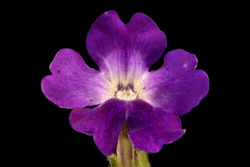 Garden Vervain (Verbena hybrida). Flower Closeup