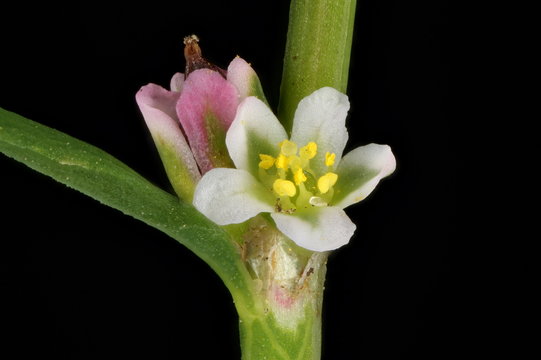 Common Knotgrass (Polygonum aviculare). Flowers Closeup