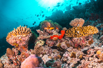 Underwater scene with reef fish surrounding colorful coral reef formations