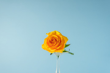 Beautiful yellow rose isolated on a blue background.