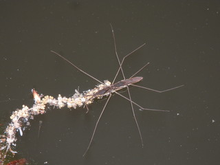 水面に浮かぶ、つがいのアメンボ