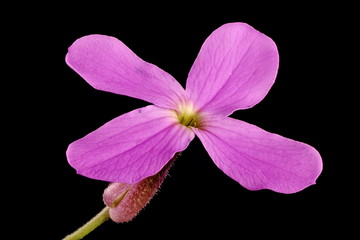 Dame's Violet (Hesperis matronalis). Flower Closeup