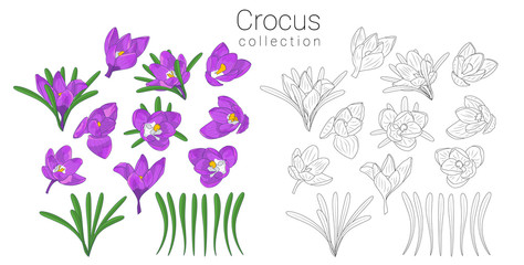 Hand drawn mauve and monochrome crocus flowers clipart. Floral design element. Isolated on white background. Vector illustration.