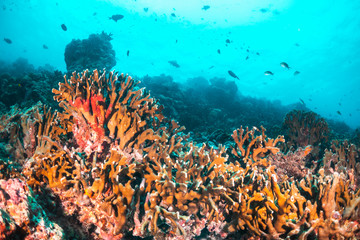 Naklejka na ściany i meble Underwater scene with reef fish surrounding colorful coral reef formations