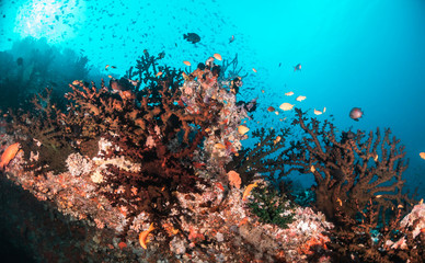 Underwater scene with reef fish surrounding colorful coral reef formations