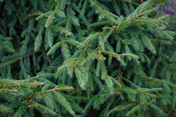 Macro sprig of spruce in the spring forest. Young shoots on tops of spruce branches on blurred background of evergreen plants. Beautiful green spring wood or botanical garden. Selective focus