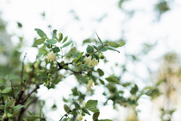 the honeysuckle tree only blooms on the flowers and bumblebee