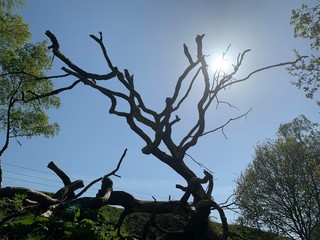 dead tree silhouette