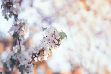Spring colorful blooming branches backgrounds on a Sunny day copy space