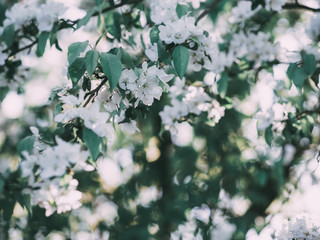 White blooming spring branches background