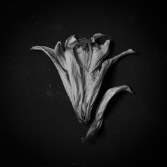 flower in black and white on Black background.
