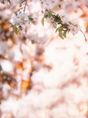 Spring colorful blooming branches backgrounds on a Sunny day copy space