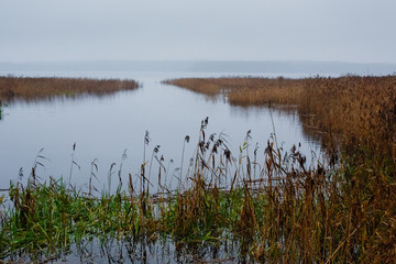 Autumn landscape with a lake in the morning fog, reeds and trees in the background