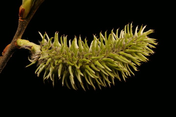 Goat Willow (Salix caprea). Female Inflorescence Closeup