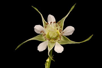 Raspberry (Rubus idaeus). Flower Closeup