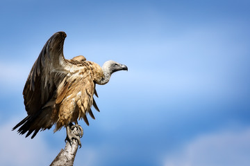 Vulture, White-backed, Gyps africanus, perched on a branch with its wings slightly open. Kruger National Park