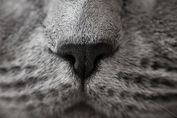 Cat nose close up photo
