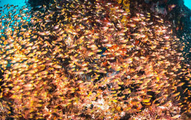 Underwater scene on colorful reef fish swimming together in clear water among a pristine reef formation