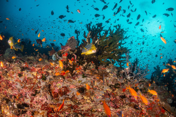 Fototapeta na wymiar Underwater scene on colorful reef fish swimming together in clear water among a pristine reef formation