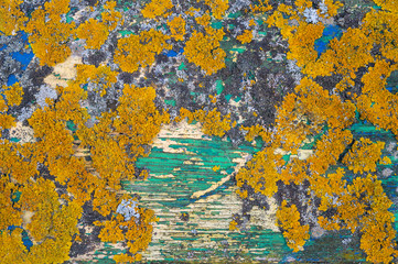 Colorful yellow lichen growing on painted old wood