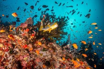 Underwater scene on colorful reef fish swimming together in clear water among a pristine reef formation
