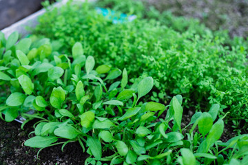 planting green seedlings in a greenhouse