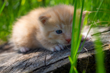 Naklejka na ściany i meble Little ginger kitten crouching on a tree stump