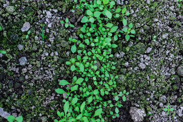 planting green seedlings in a greenhouse