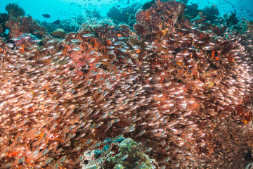 Underwater scene on colorful reef fish swimming together in clear water among a pristine reef formation