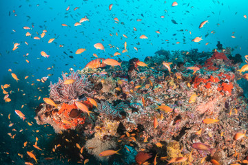 Naklejka na ściany i meble Underwater scene on colorful reef fish swimming together in clear water among a pristine reef formation