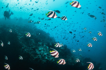 Obraz na płótnie Canvas Underwater scene on colorful reef fish swimming together in clear water among a pristine reef formation