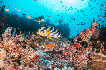 Underwater scene on colorful reef fish swimming together in clear water among a pristine reef formation