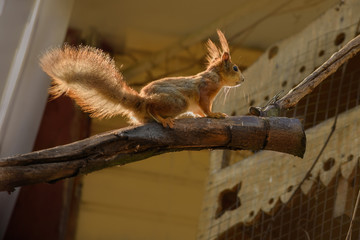 Маленькая рыжая белочка подошла к кормушке за едой. A small red squirrel went to the feeder for food.