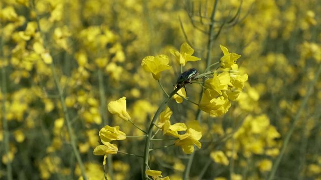 Green beetle creeps on a colza flowers.