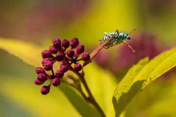 Green weevil on a spiral flower in a garden