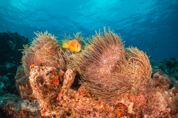 Clownfish swimming among colorful soft coral in clear blue water