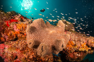 Underwater scene on colorful reef fish swimming together in clear water among a pristine reef formation